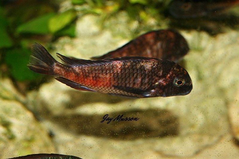 Tropheus sp. 'red' Cape Kipimbi (Kushangaza)